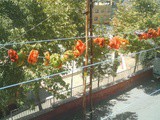 Drying Veggies