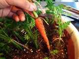 Grow Your Own Vegetables at Home