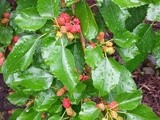 Mulberry Season brings Mulberry Syrup