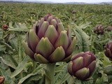 Artichokes: Field Trip to Baroda Farms