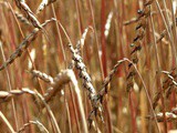 The benefits of Spelt