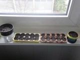 My First Garden! On a Balcony