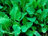 Kohlrabi in the Seed Table