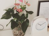 Anthurium in idrocoltura, come fare