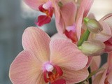 Come curare una Phalaenopsis