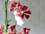 Oncidium Sharry baby, un'orchidea che profuma di cioccolata