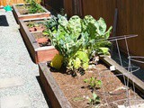 Gardening Raised Beds