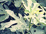 Slatko od smokava
