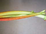 Rhubarb Apple Tarte Tatin