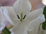 Diving into a flower