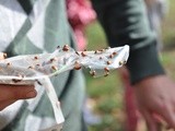 Releasing Ladybugs