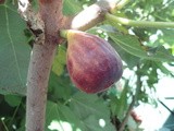 Figs, the Easy to Grow Fruit Tree