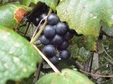 Picking Wild Grapes in the Tame Suburbs of Katy, tx