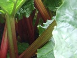 Rhubarb Rhubarb