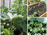 My Kitchen Garden