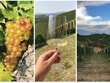 Moscato d'Asti: Versatile Wine from a Noble Grape