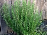 How to Grow Rosemary