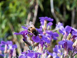 How to Start Raising Mason Bees {& Why You Will Love Them}