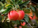 Pick of the Season: Apples! {Oregon Heritage Farms}