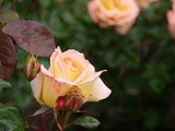 The Roses Outside Our Window