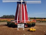 Wooden Shoe Tulip Festival