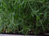 Pea Shoot Salad And Buttermilk Dressing