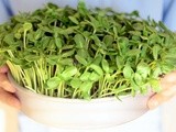 A Salad of Homegrown Microgreens