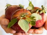 Apple, Fennel, & Kohlrabi Salad with Maple Roasted Pecans