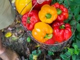 Simplicity -- Roasted and Marinated Bell Peppers