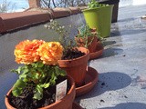 Gardening in an Apartment