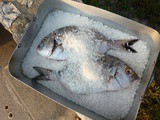 Entertaining with Fish Baked in Salt Crust