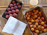 Preserving summer fruits: apricot vs peach