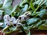 In the Raw: Flowering Fava Beans and Recipes